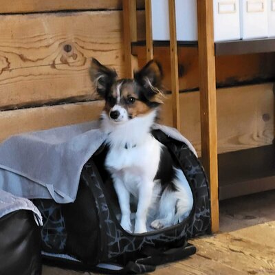 Chalet 1888 "Filou" Kleinhunde willkommen!