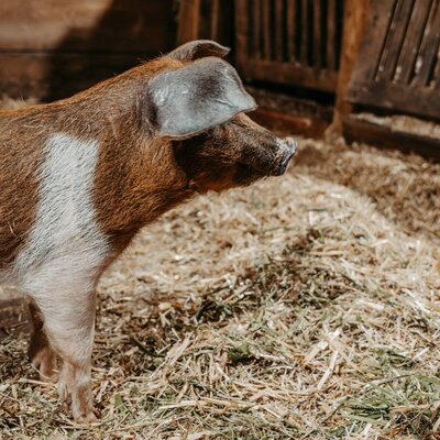 Husumer Landschwein