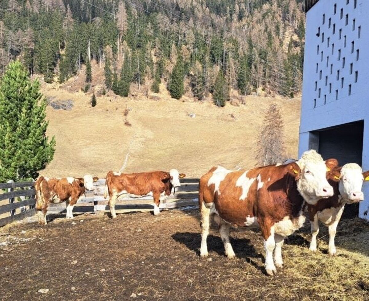 Unsere 4 Kühe