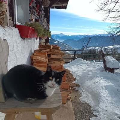 Eine Katze sitzt auf einem Holzstuhl vor dem Bauernhof, mit gestapeltem Brennholz und Blick auf die umliegenden Berge.