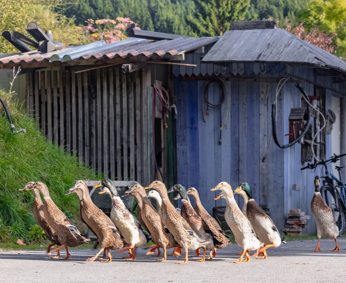 Eine Gruppe Enten läuft auf dem Weg vor einem Nebengebäude des Ferienhauses.