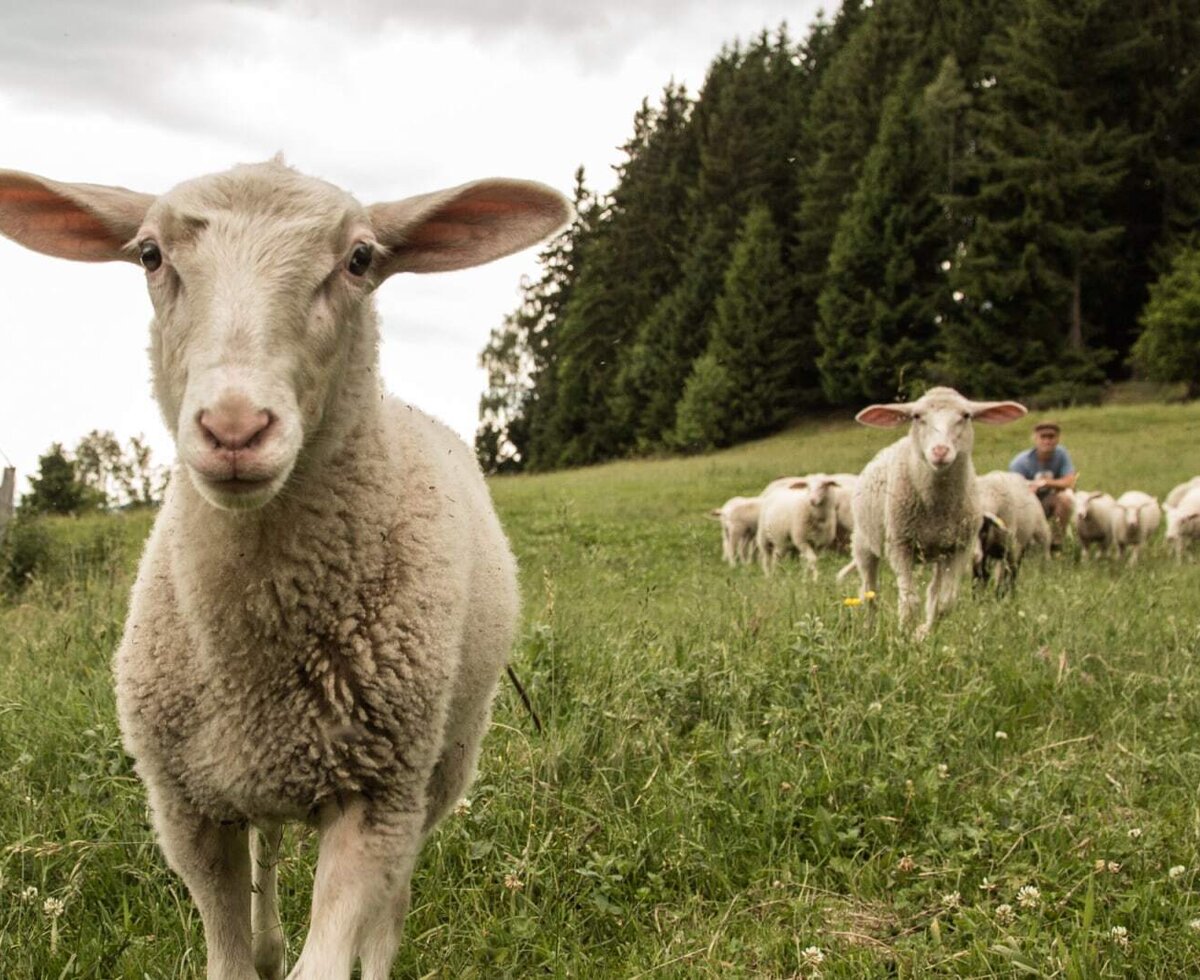 Schafe auf der Wiese des Ferienhauses, mit einem Schaf im Vordergrund und einer Herde im Hintergrund.