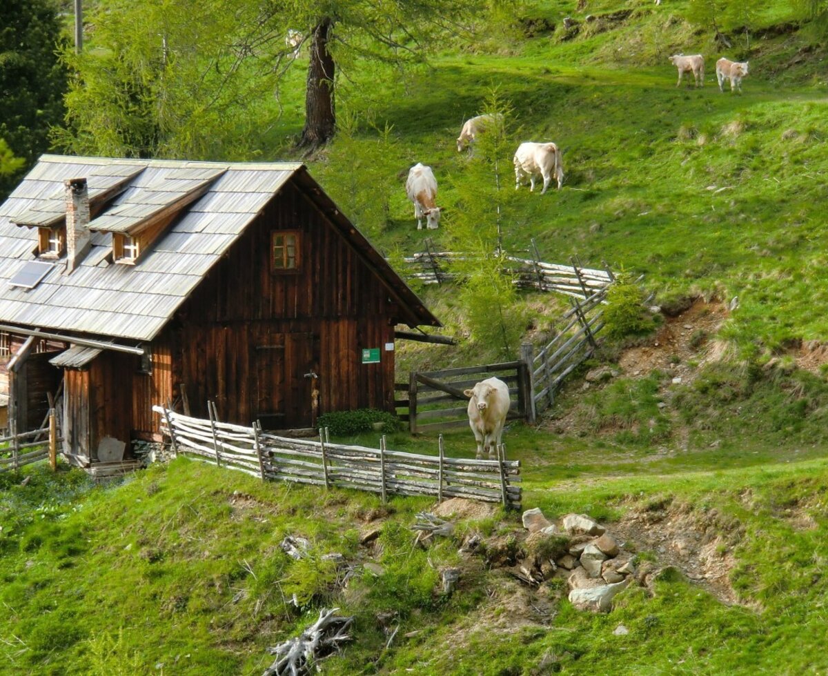 Almvieh um die Hütte