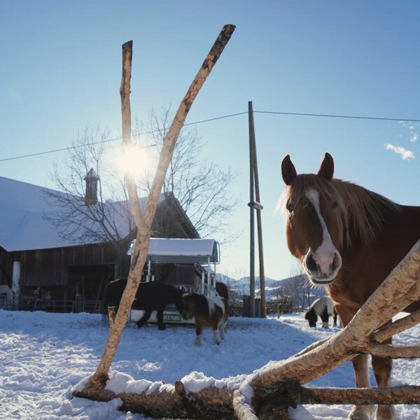 Pferde und Ponys im Schnee vor dem Bauernhof an einem sonnigen Wintertag.