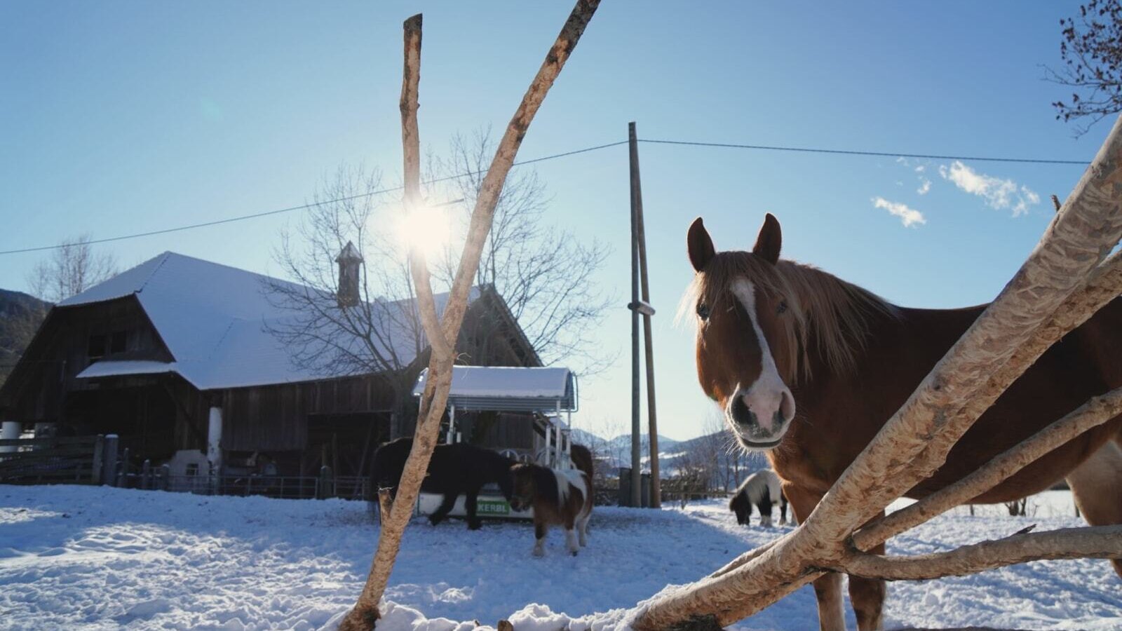 Pferde und Ponys im Schnee vor dem Bauernhof an einem sonnigen Wintertag.