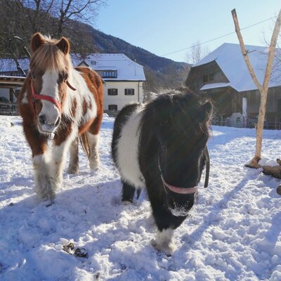 Zwei Ponys im Schnee vor den Gebäuden des Bauernhofs.