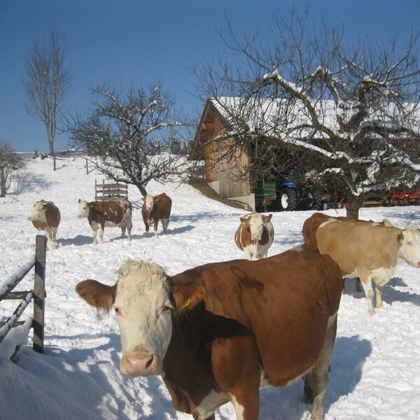 Glückliche Kühe im Winter