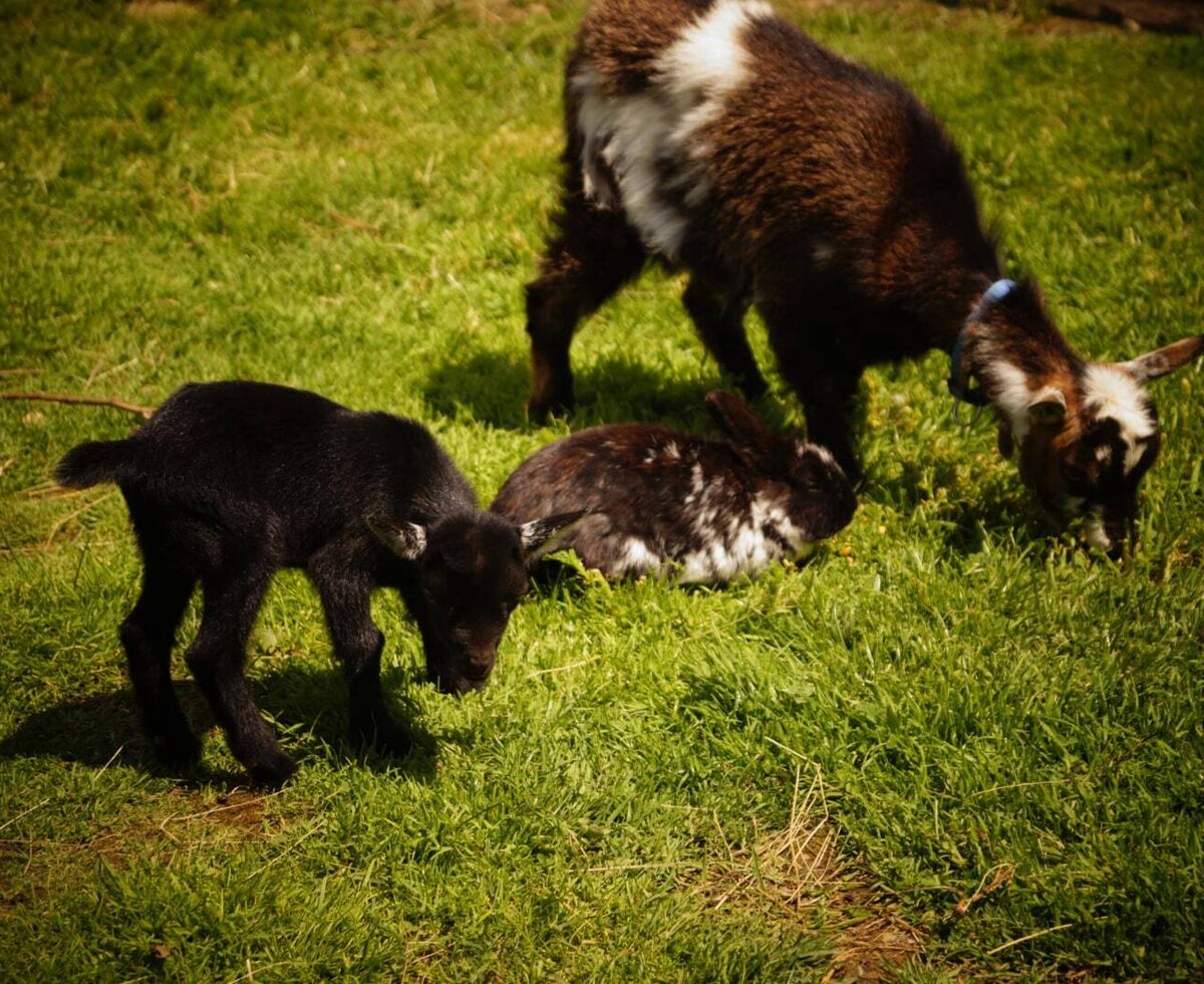 Mutter Meggy mit Kitz Tomy