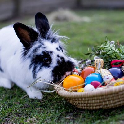 Der freche Osterhase