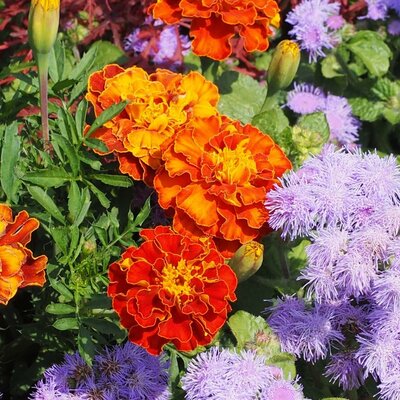 Blumenbeet