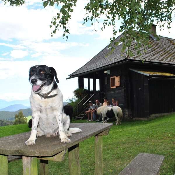 Micki unser Hofhund