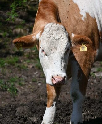 Eine braun-weiß gefleckte Kuh mit Ohrmarke auf einem Feld in der Nähe der Ferienwohnung.