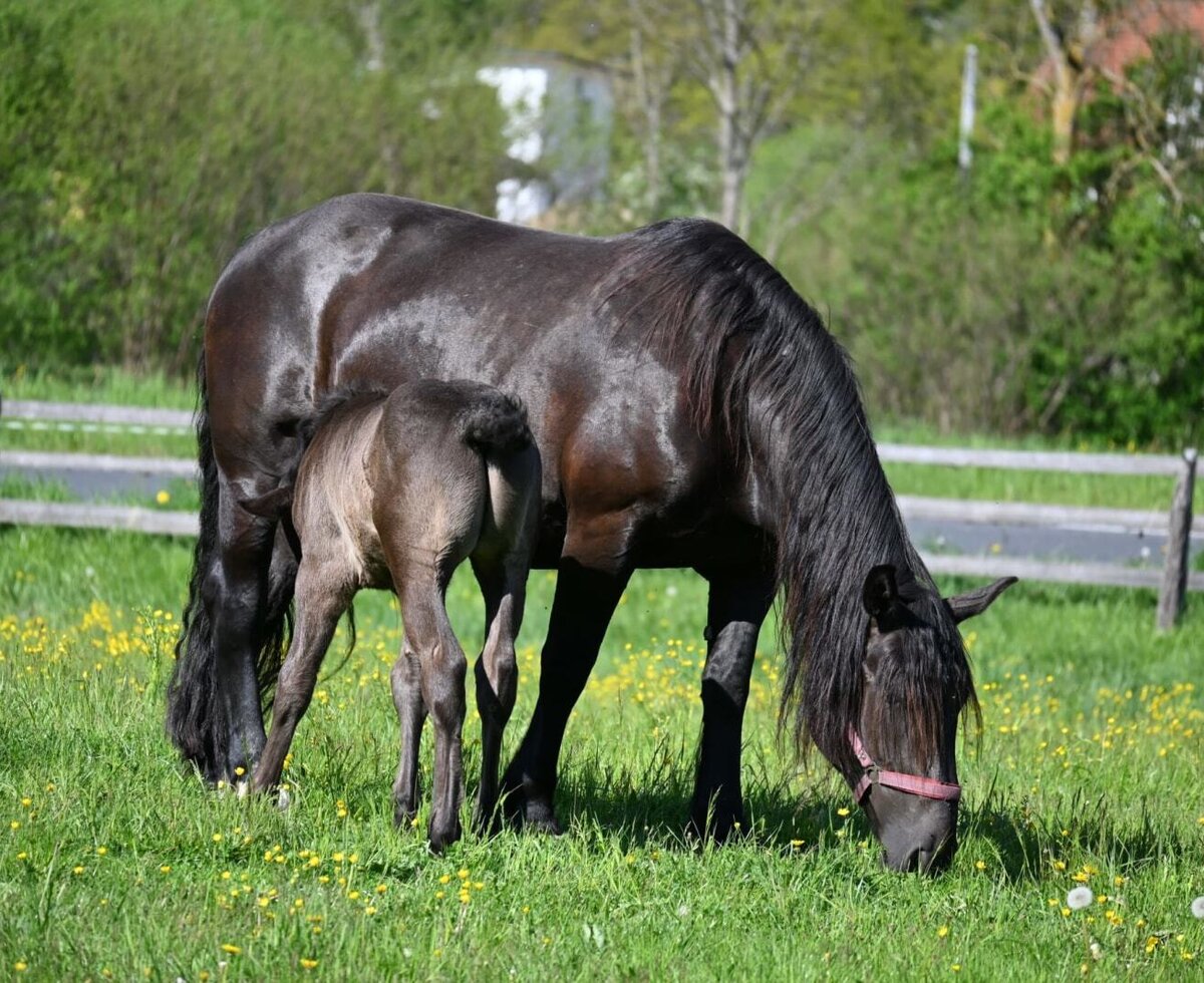Ein Pferd und sein Fohlen grasen auf der Wiese.