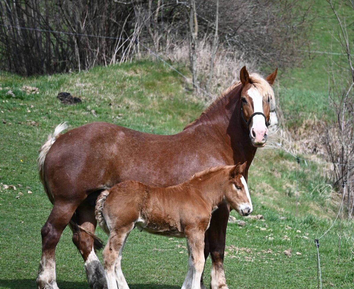 Ein braunes Pferd mit seinem Fohlen auf der Wiese der Ferienwohnung.