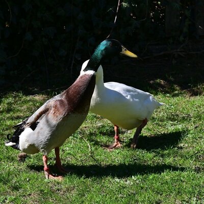 Zwei Enten, darunter eine Stockente, auf dem Rasen.