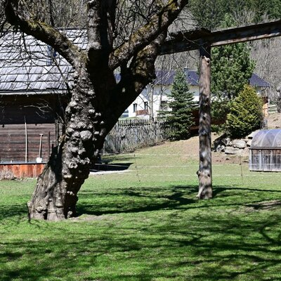 Der Außenbereich der Ferienwohnung mit Rasenfläche, einem Holzgebäude und einem Gewächshaus.