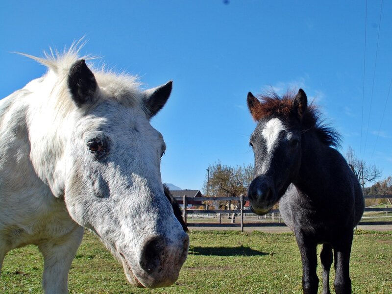 Ponyhof KlippKlapp