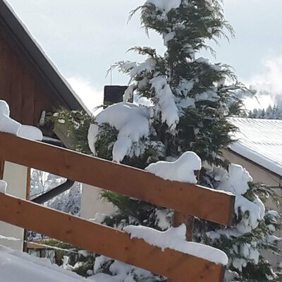 Trippolthof_Winter_Baum