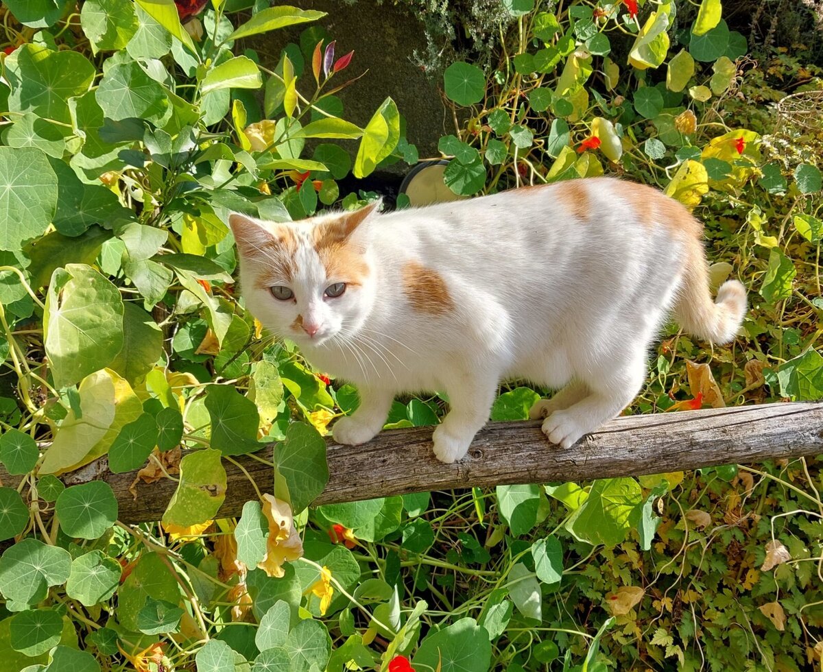 Katze Lilli💞