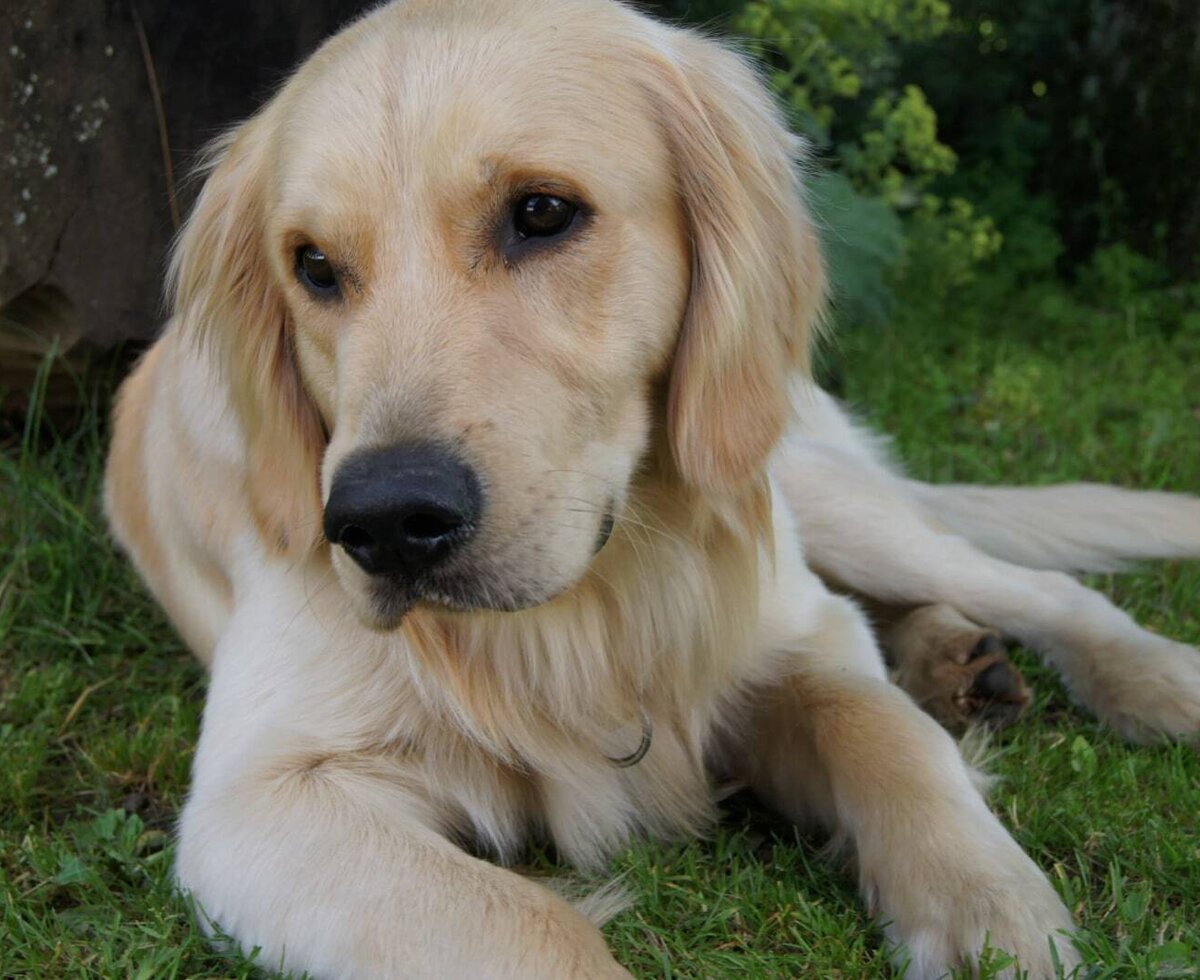 Ein Golden Retriever liegt auf dem Gras am Bauernhof.