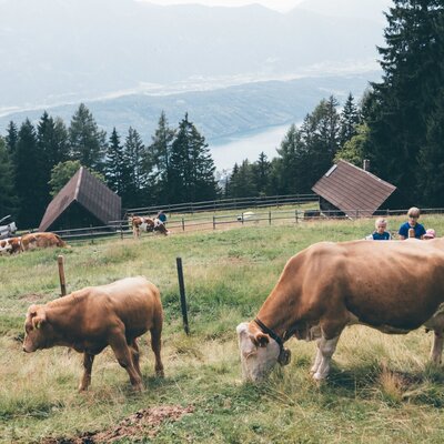 Copyright Daniel Gollner