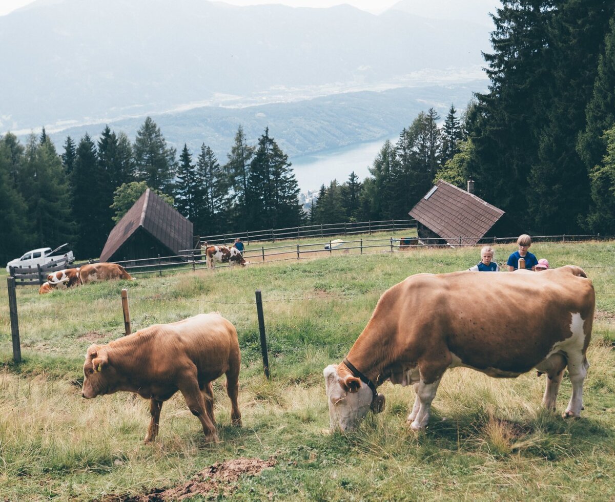 Copyright Daniel Gollner