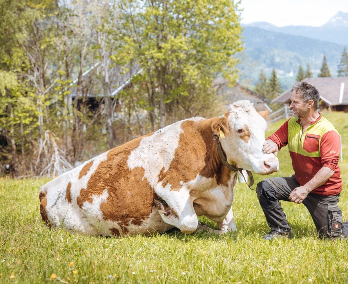 Ein Mann streichelt eine liegende Kuh auf den Wiesen des Bauernhofs, mit Blick auf die Berge.