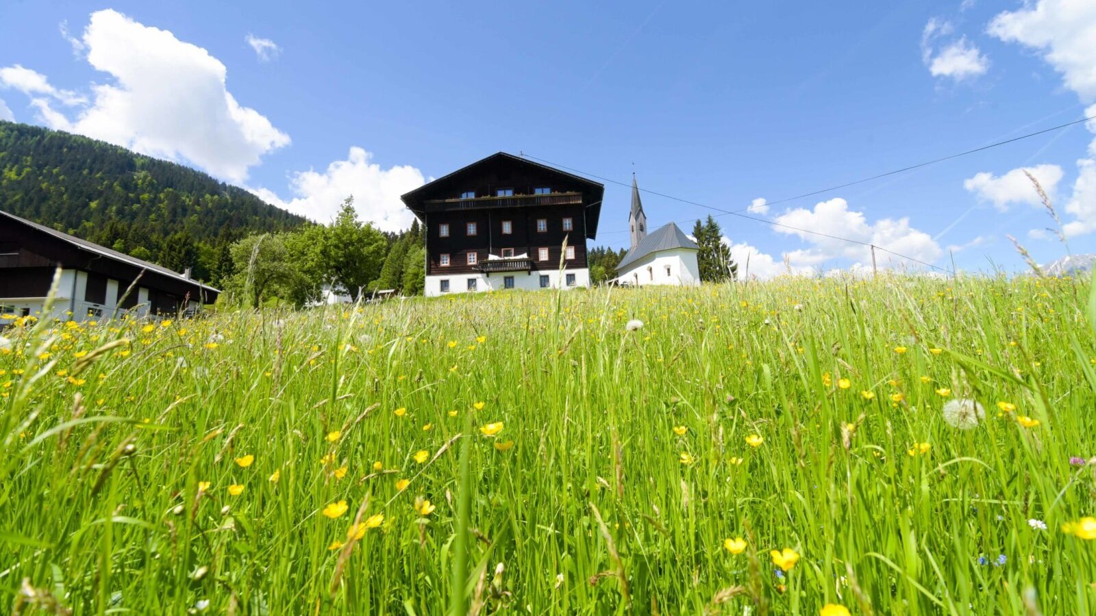 Der einladende Bauernhof, umgeben von einer blühenden, saftig grünen Wiese unter blauem Himmel.