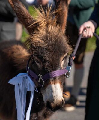 Ein zahmer, liebevoll geschmückter Esel auf dem familienfreundlichen Bauernhof.