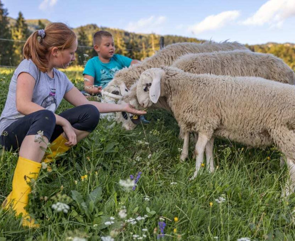 Zwei Kinder füttern Schafe auf der Wiese des Bauernhofs.