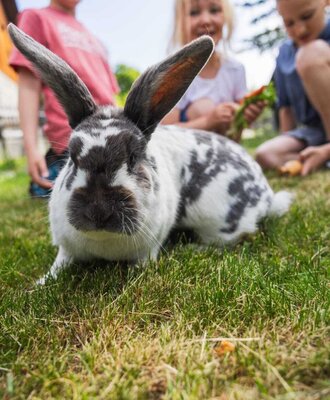 Ein Kaninchen auf dem Gras, mit Kindern im Hintergrund, die die Tiere auf dem Bauernhof füttern.