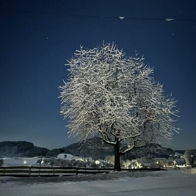 Die idyllische, verschneite Winterlandschaft rund um den Bauernhof bei Nacht mit einem prachtvollen, schneebedeckten Baum unter dem Sternenhimmel.