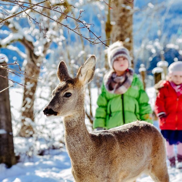 Beobachten Sie Wildtiere wie Rehe am Waldrand des Bauernhofs, wo Kinder im Schnee spielen können.