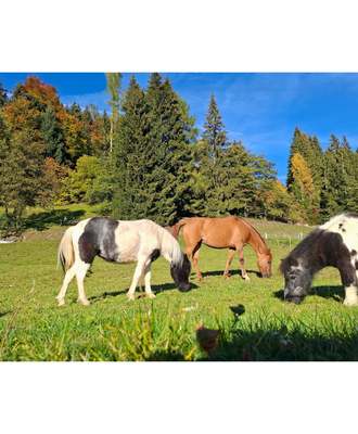 Unser tolles Ponytrio
