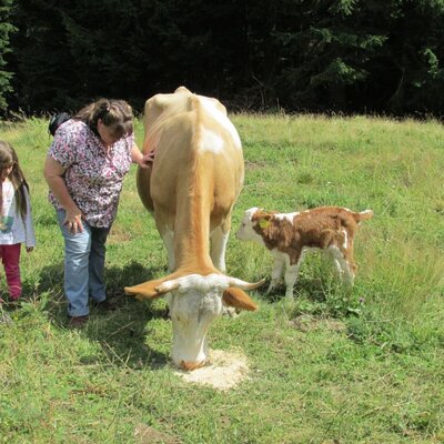 Ein Kalb ist auf der Alm geboren.