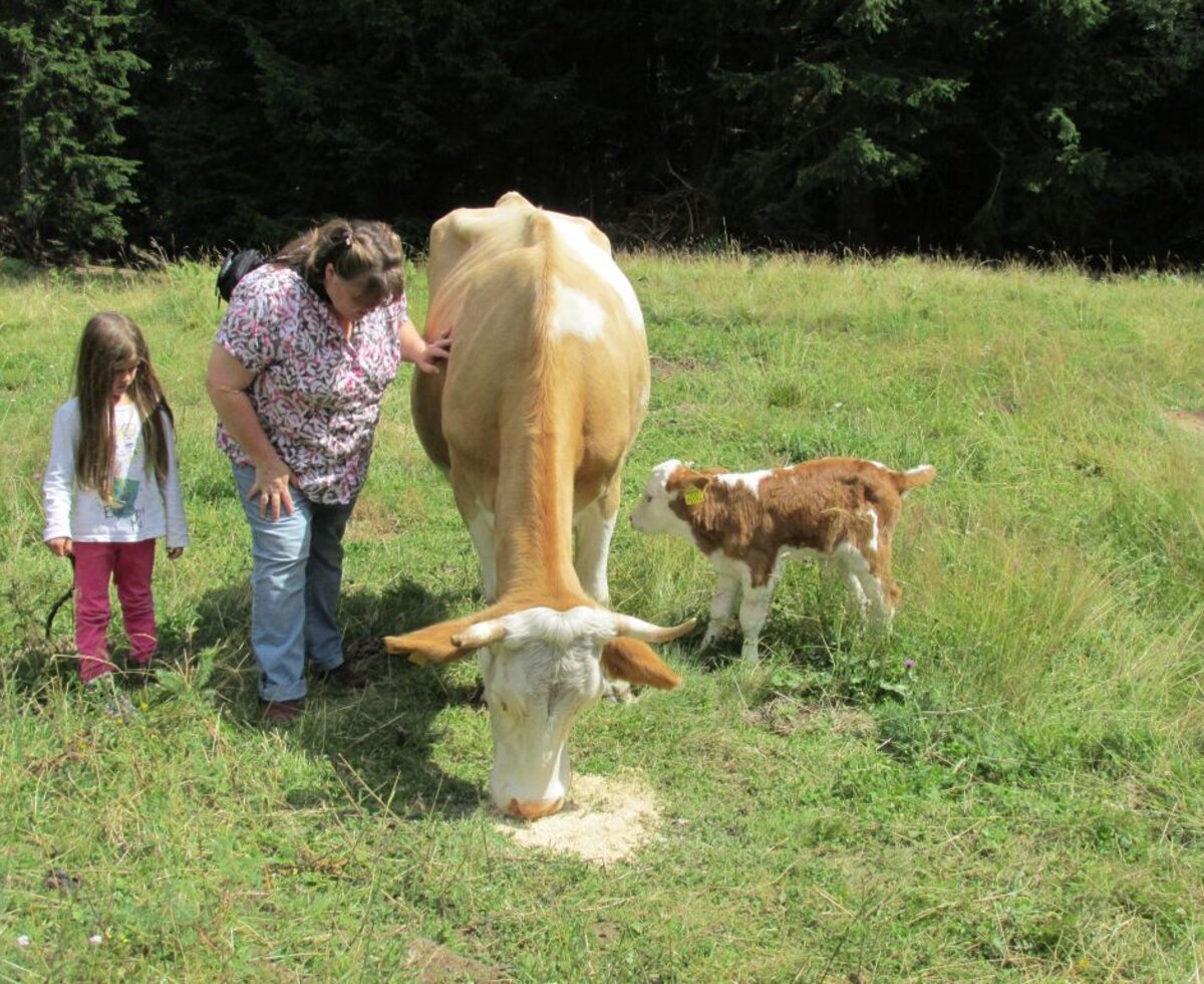 Ein Kalb ist auf der Alm geboren.