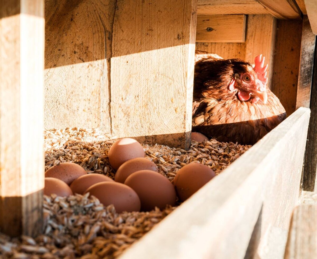 Frische Frühstückseier