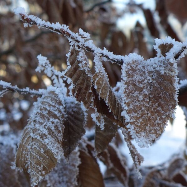 Winter