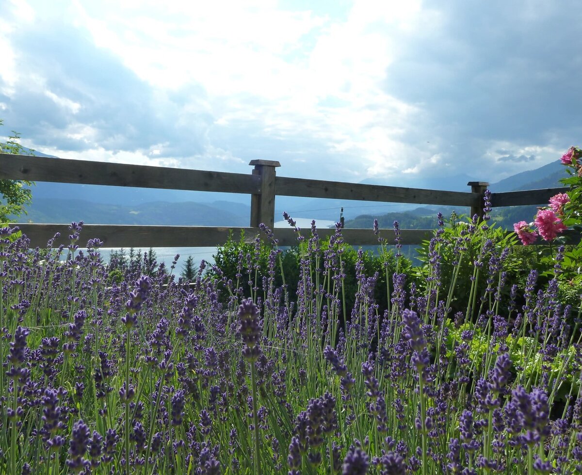 Kärntner Lavendel