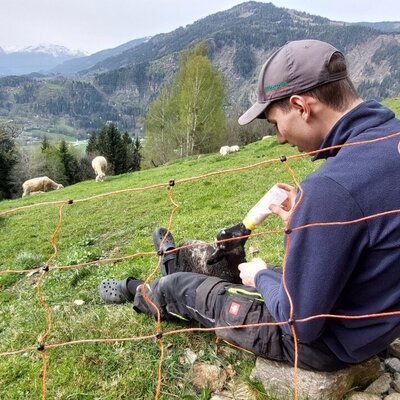 Die Fütterung eines Lammes auf der Wiese des Ferienhauses, umgeben von Schafen und mit Aussicht auf den See und die Berge.