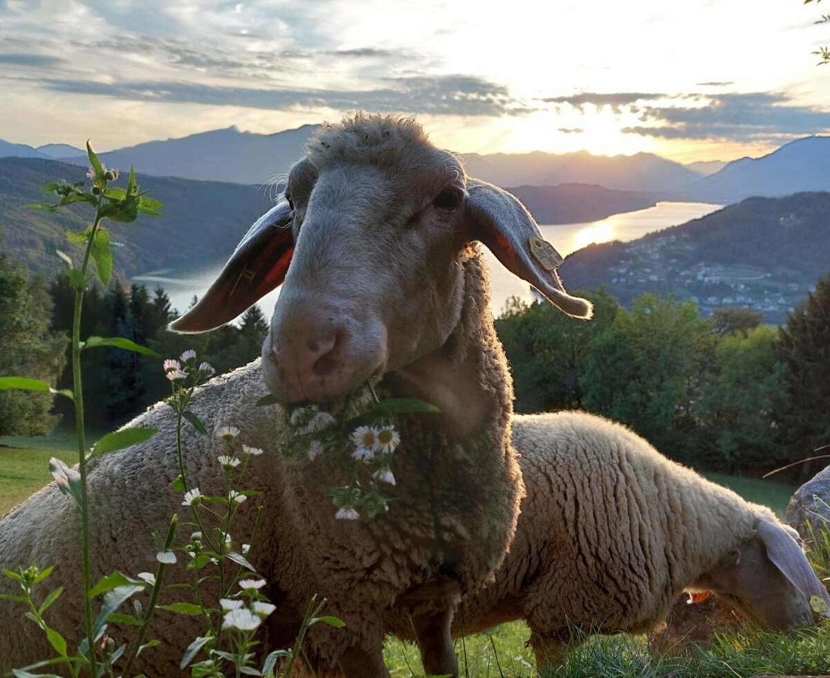 Schafe auf einer Wiese mit See- und Bergblick bei Sonnenuntergang in der Umgebung des Ferienhauses.