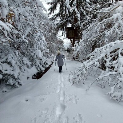 Verschneiter Waldweg mit Spuren und einem Baumhaus im Hintergrund, zugänglich vom Ferienhaus.