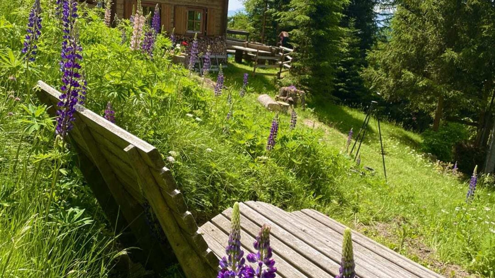 Eine einladende Alm inmitten einer grünen Bergwiese mit einer gemütlichen Holzliege und blühenden Lupinen.