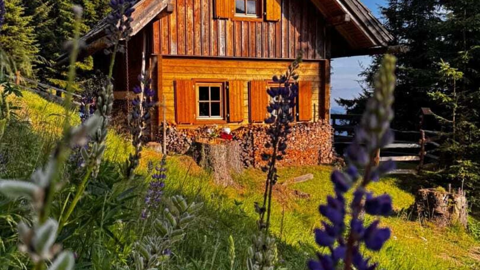 Eine urige Alm inmitten einer grünen Wiese mit blühenden Lupinen unter blauem Himmel.