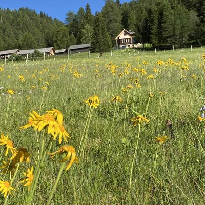 Die einladende Almhütte eingebettet in eine blühende Bergwiese mit gelben Wildblumen unter blauem Himmel.