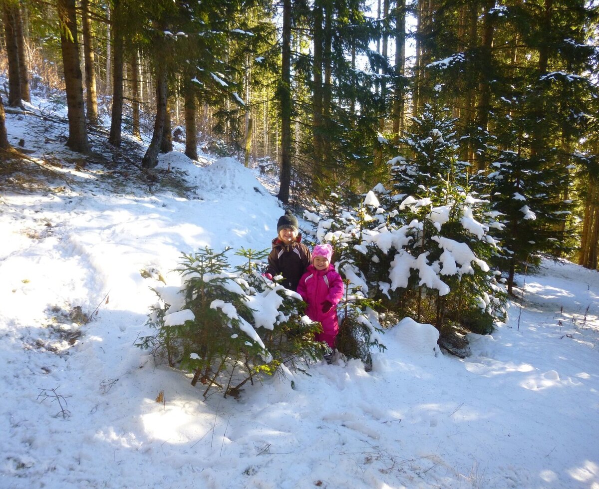 Weihnachtsbaum suchen