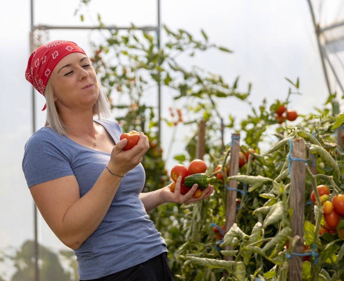 Eine Person verkostet frisch geerntete Tomaten und Paprika aus dem Gewächshaus auf dem Bauernhof.