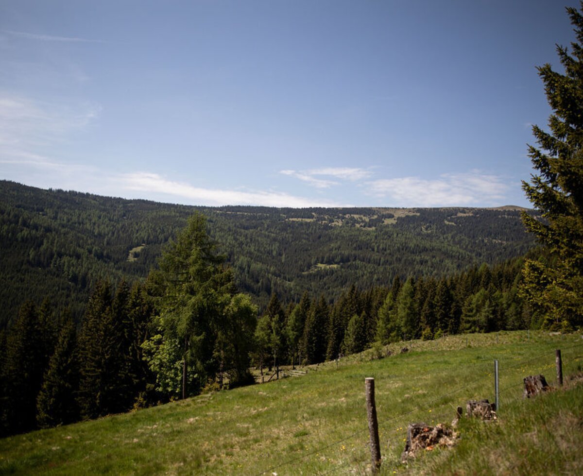 Blick auf die bewaldeten Berge und die Wiesen von der Alm.