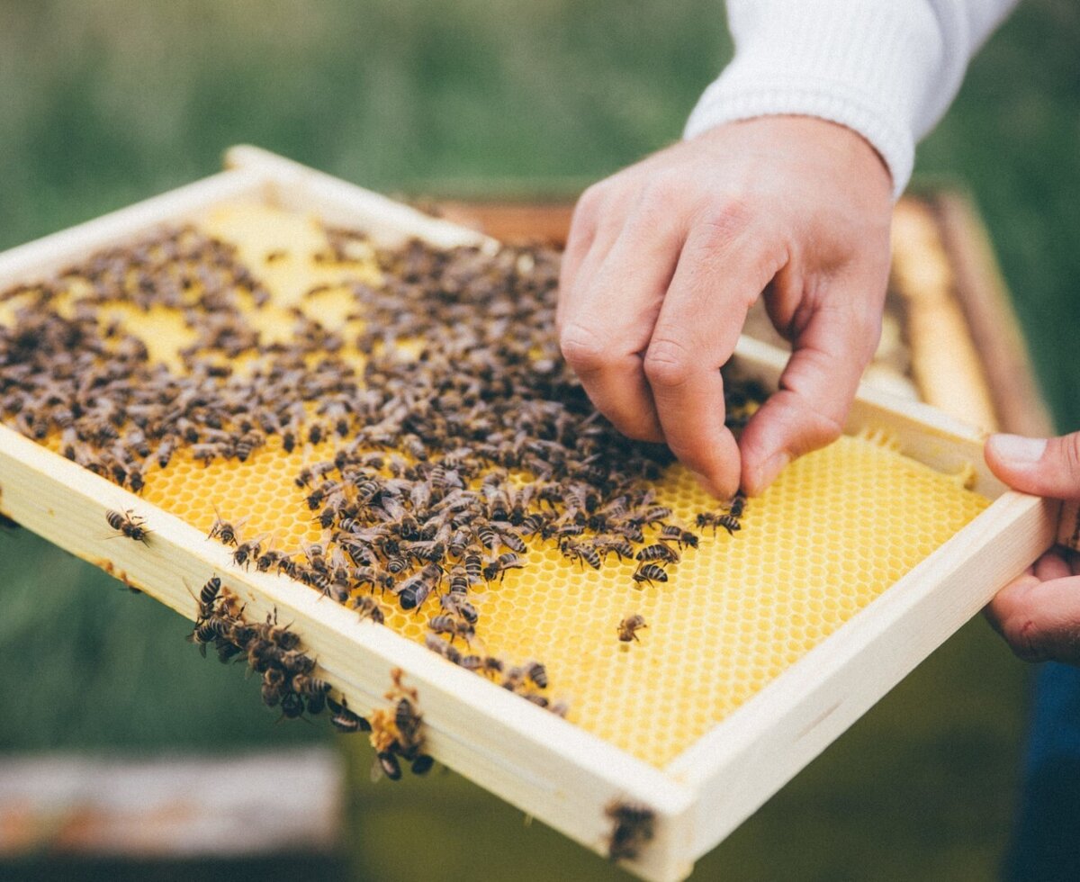 Bienenwabe
