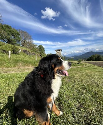 Bruno auf der Wiese mit Blick auf die Berge und den blauen Himmel am Bauernhof.
